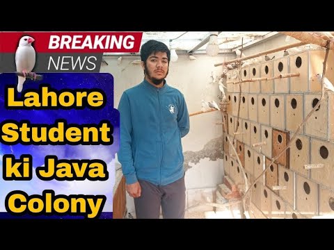 Java Sparrow Setup || Visited in Lahore Pakistan #java