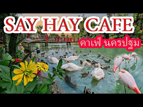 Say Hay Cafe Cuisine คาเฟ่นครปฐม  คาเฟ่อะไรมีนกฟลามิงโกด้วย มีสัตว์เยอะแยะเลย [cc] | เนื้อหาร้านอาหาร นครปฐมล่าสุด