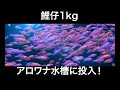 アロワナ水槽に鯉仔1kg投入!小さな魚を見るとつい、、、熱帯魚アクアリウム
