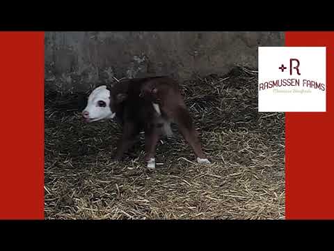 Mini Hereford calf has sticky poop