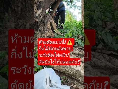 กิ่งไม้หักหลังพายุ ห้ามตัดแบบนี้เด็ดขาด! อันตรายถึงชีวิต ❌