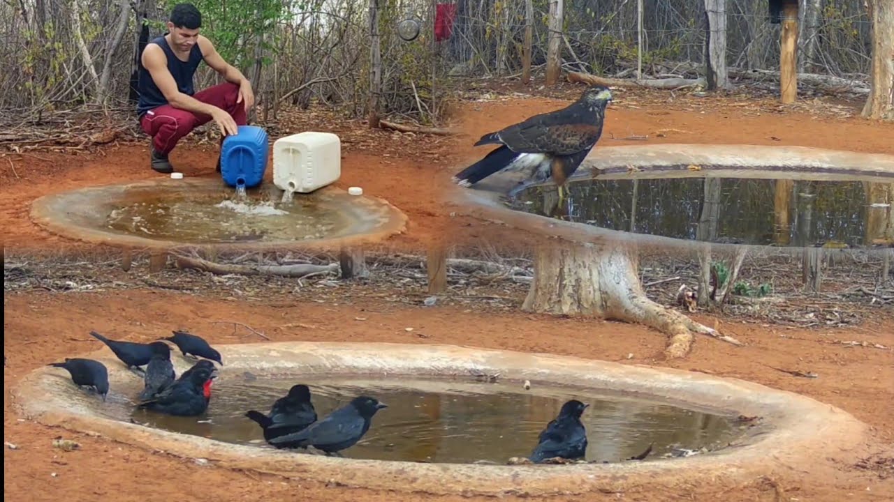 Eles já sabem onde encontrar água...