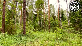 Yağmurdan Önce Rahatlatıcı Temmuz Ormanı. Kuş Sesi 10 Saat.