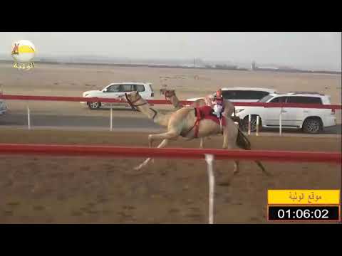 الشوط 12 شاهين ل أحمد ناصر سعيد الغفيلي شارة الشيخ محمد بن زايد 2019 07 19 سويحان فطامين