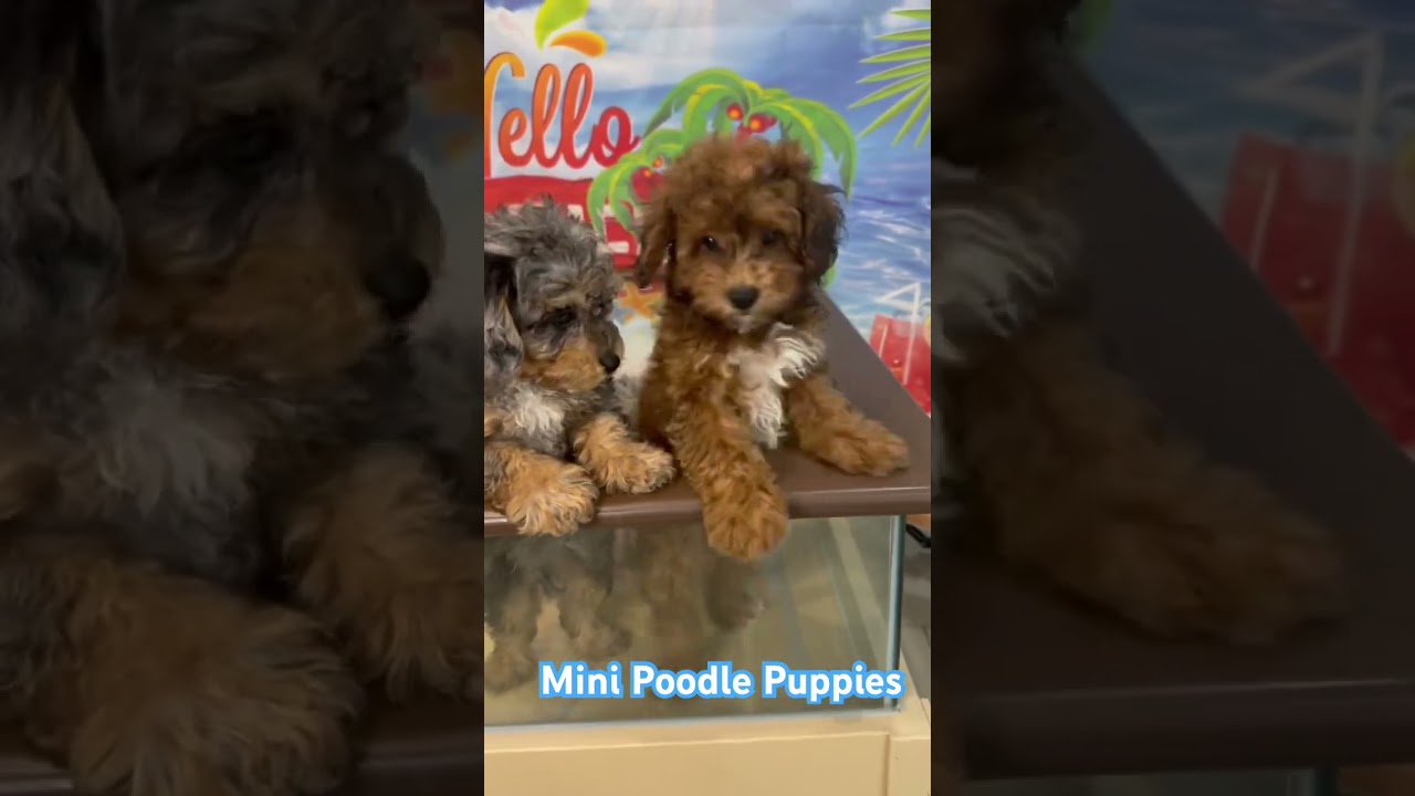 AKC, Miniature Poodle, Puppies for Sale, Registered, Purebred. 