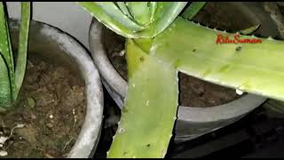 Aloevera Flowers Seeds घतकमर क फल बज Ritusuman