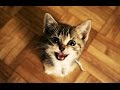 Gatti Divertenti E Gattini Miagolare. Compilation 2015 Nuovo Hd