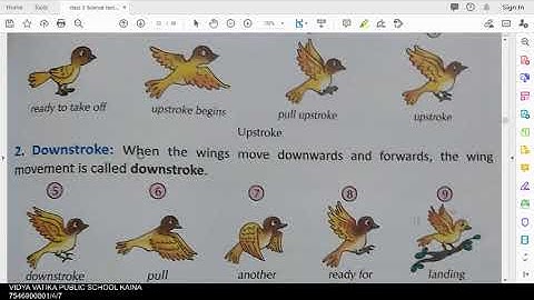 Class 3 science chapter 7 Birds part 1