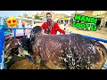 AAJ TU MANDI LOOT LI 😍 | NASEEB KA SODA HOGAYA | COW MANDI | MISHKAT KHAN