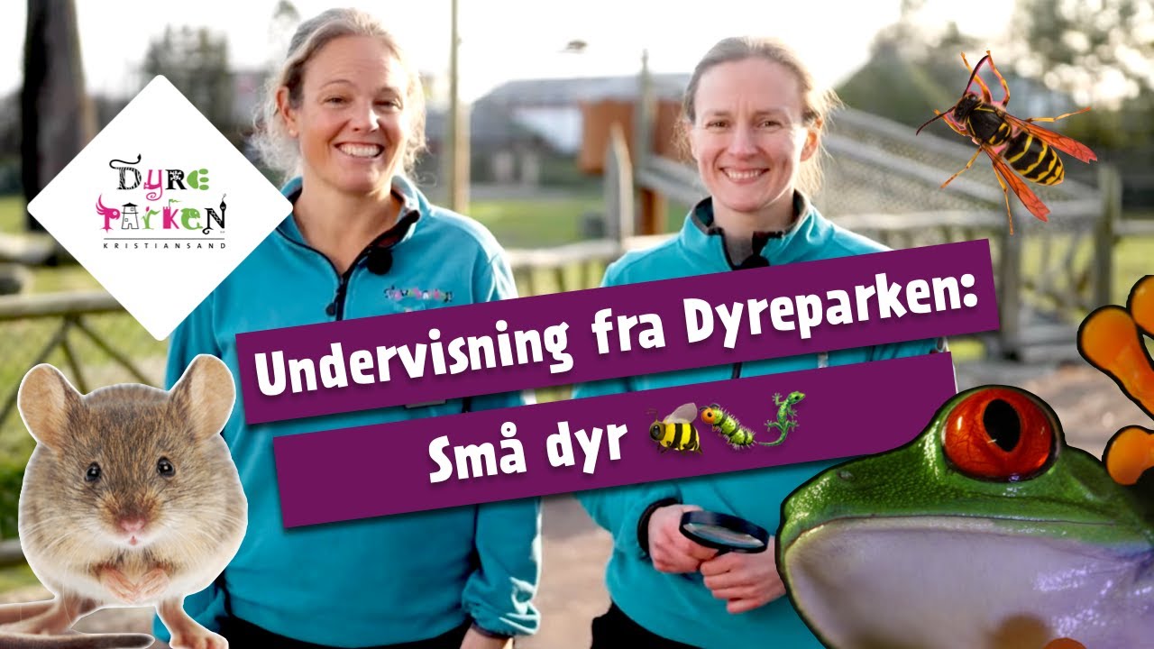 Undervisning fra Dyreparken: Små dyr 🐝🐛🦎