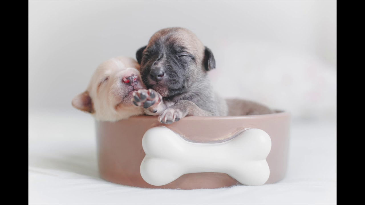 𝗕𝗚𝗠/ 𝗧𝗵𝗲 𝗕𝘂𝗻𝗱𝗹𝗲 𝗼𝗳 𝗖𝘂𝘁𝗲𝗻𝗲𝘀𝘀 [𝗕𝗚𝗠/ 𝗩𝗹𝗼𝗴] - 𝗙𝗥𝗘𝗘 𝗨𝗦𝗘