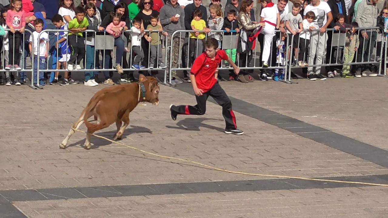 Sokamutur txikia - Zezen Beltz VIII  asteburua 2016 (urriak 15)