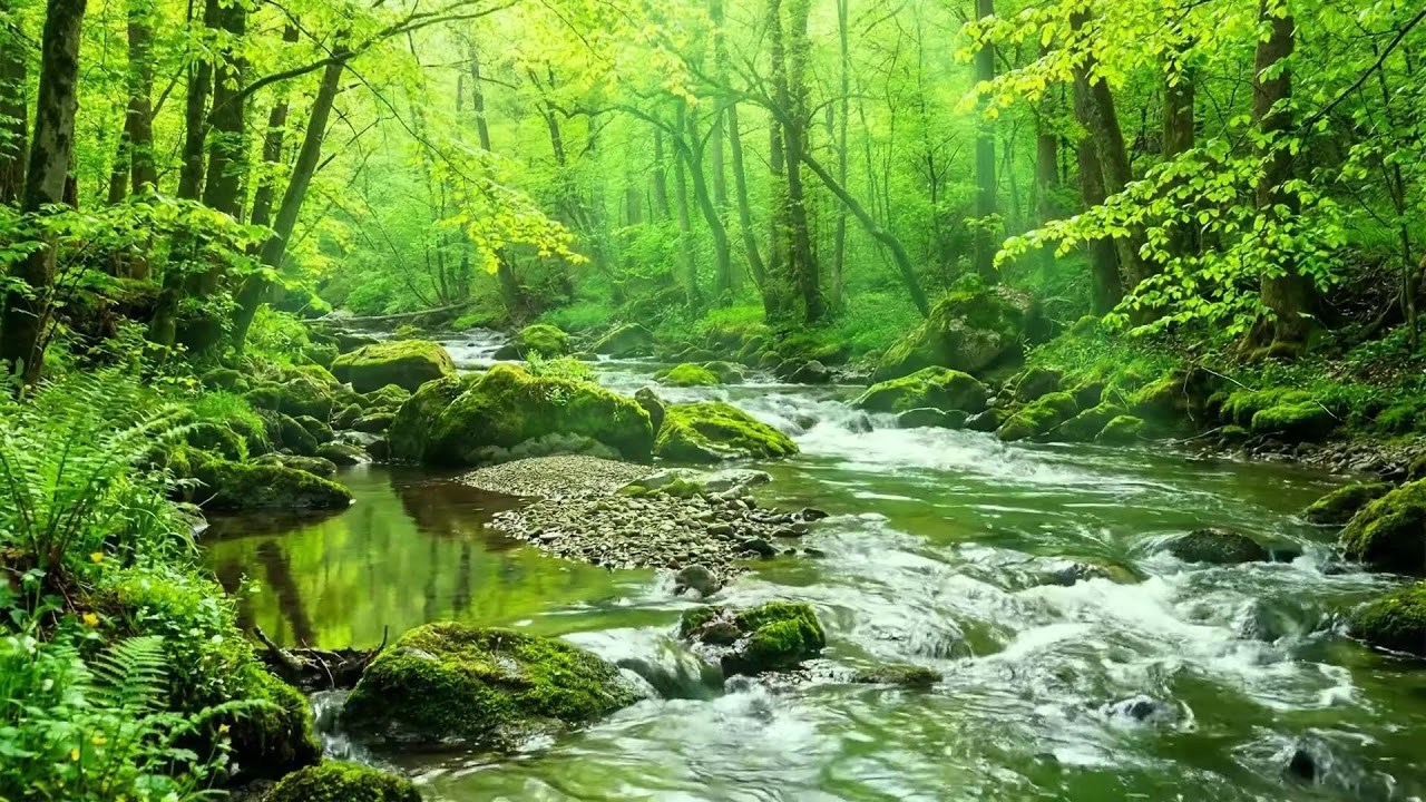 Deep Forest Stream Flowing Gently, Pure Water Sounds, Birds Singing, Ten Hours of Relaxing Ambience
