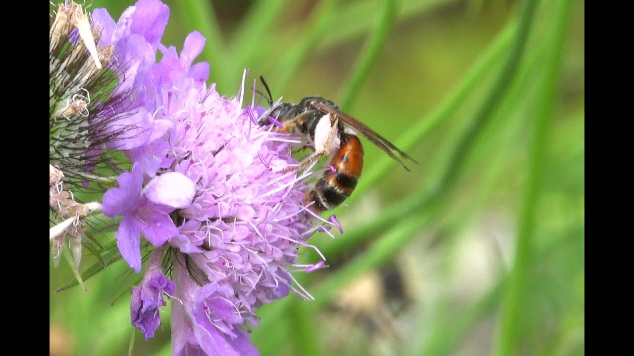 Knautiabij Andrena hattorfiana, vrouwtje, foeragerend op knautia