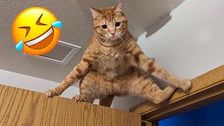 Funniest Cats and Dogs 2024 😹🐶 New Funny Animals Video 😍 Part 157