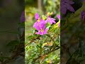 Mexican Heather (Cuphea hyssopifolia)