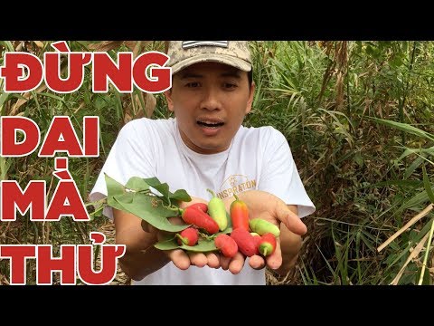 Video Ăn thử trái bình bát dây ven đường, dây bát, mảnh bát - youtube