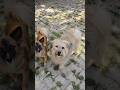 dog catch biscuit | dog voice | dog barking sound | dog voice | dog sound | dog #shorts