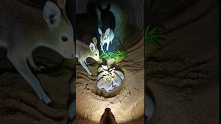 Inside a Jerboa’s Hidden Desert Burrow – Tiny Camera POV 🐭 Wealth