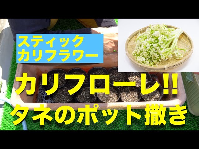 How to Grow Cauliflower: Sowing Seeds [Pot Planting, Bird