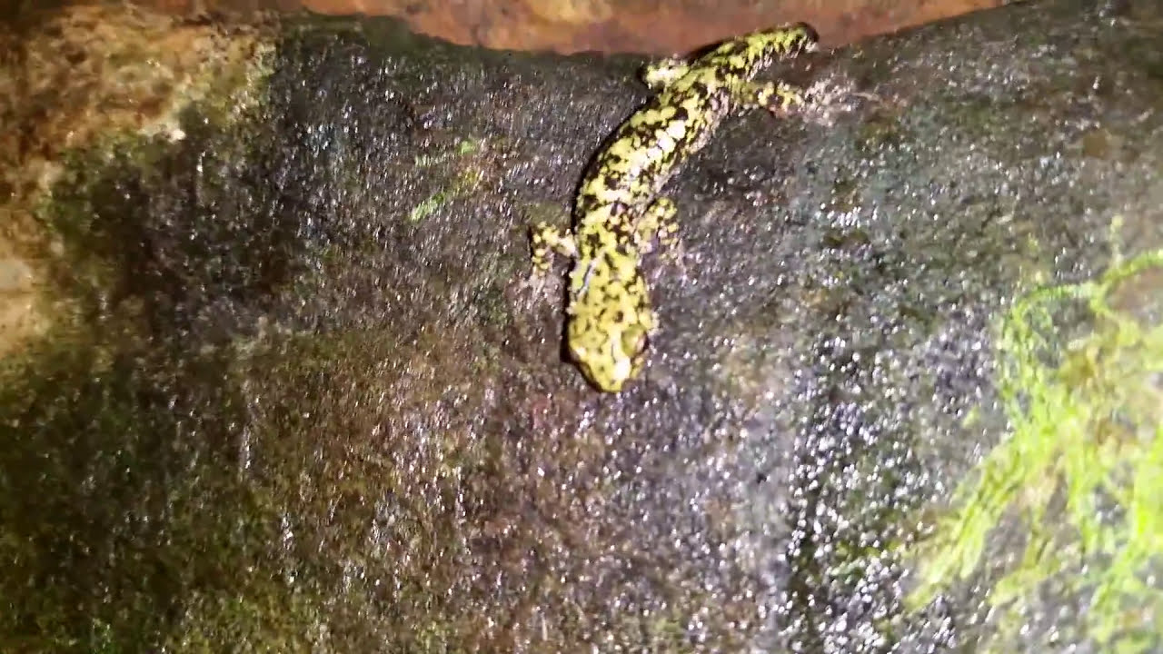 Aneides aeneus (Green salamander)