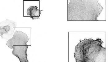 Cell Migration Example FINAL