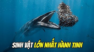 Tìm ra loài động vật lớn nhất từng tồn tại trên Trái Đất - Cá voi xanh | Thế giới động vật