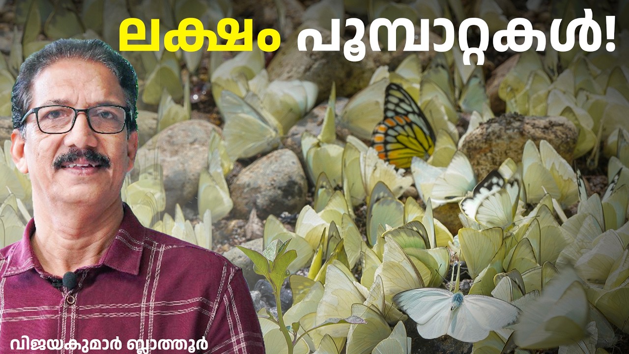 ചളി നുണയുന്ന പൂമ്പാറ്റകൾ Mud-puddling 