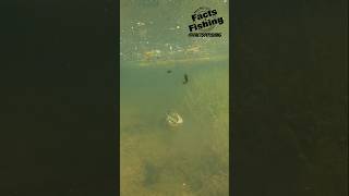 B Headshots A Jerkbait