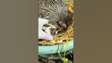 Duck in critical condition