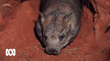 Saving the Northern Hairy Nosed Wombat - one of the world's most endangered species | ABC Australia