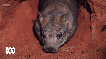 Saving the Northern Hairy Nosed Wombat - one of the world's most endangered species | ABC Australia