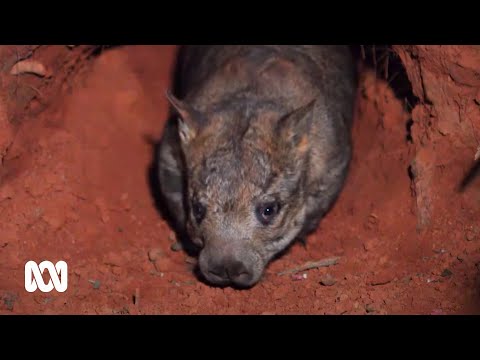 Video: Hvorfor er wombats truet?