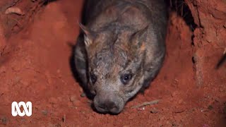 Saving the Northern Hairy Nosed Wombat  one of the world's most endangered species | ABC Australia