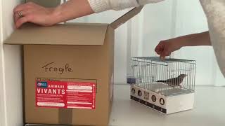 Sortir Le Padda Apprivoisé De Son Carton