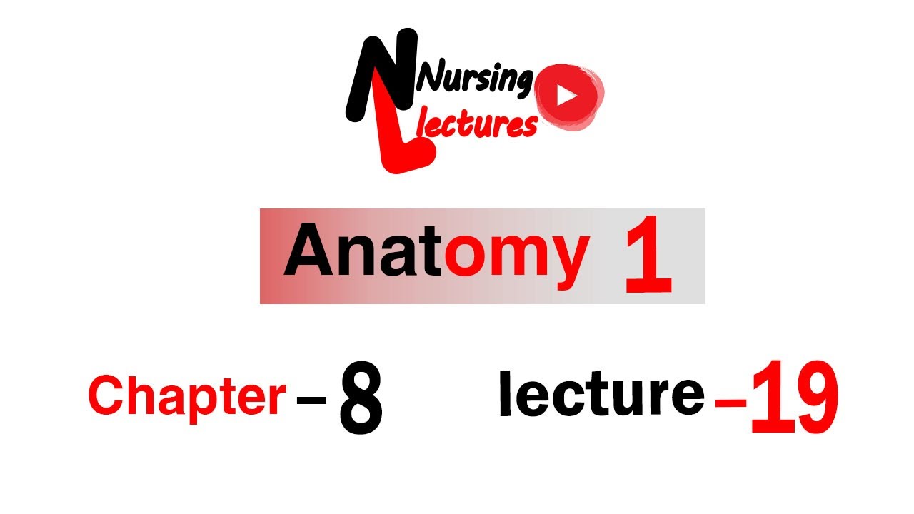 Anatomy 1 \ Chapter 8 part 2 - YouTube