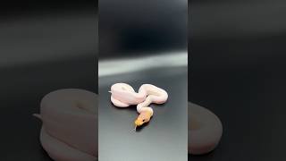 Celebrity RARE 3 Gene Ball Python Combo- Banana Cinnamon Pied #ballpython #piebald #snake #ballpythonbreeder Profile