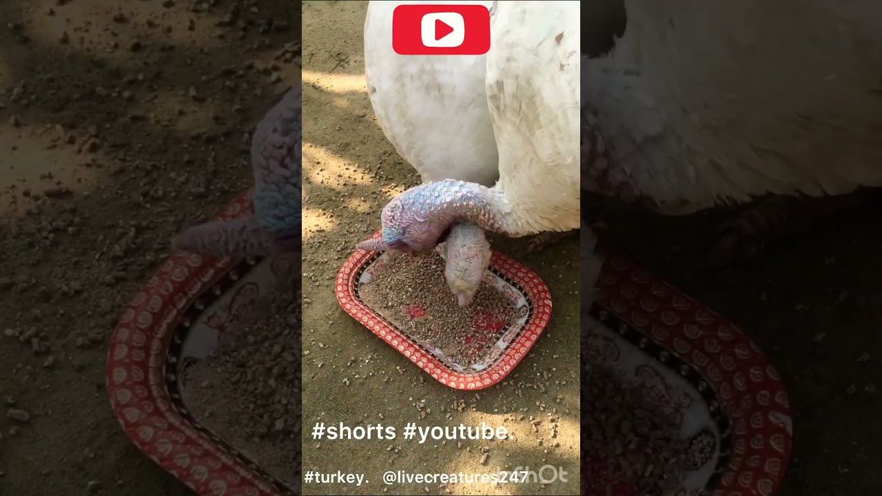 #shorts #short #shortvideo #subscribe  turkey eating #animal #facts