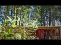 Fresh green leaves and Cabin extension(1)