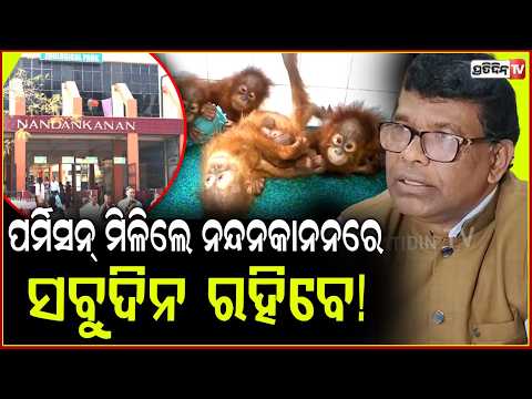 ପର୍ମିସନ୍ ମିଳିଲେ ନନ୍ଦନକାନନ ରେ ୫ ଓରାଙ୍ଗଉଟାନ ଛୁଆ ସବୁଦିନ ରହିବେ! Central Zoo Authority, Orangutan rescue!