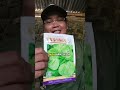 Bayam Raja