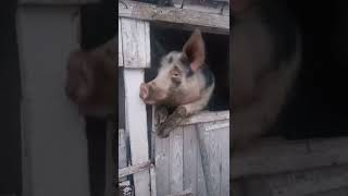 Malac Pig Malac Pig Malac Pig