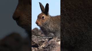 This fox might be a pollinator