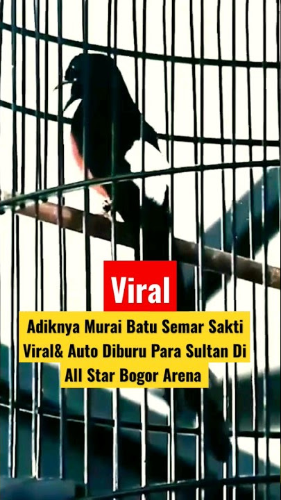 🔴 Adiknya Murai Batu Semar Sakti Viral, karna Juara Di All star Arena Bogor