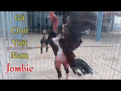 Video Gà Chọi Việt Nam - Jombie | Rap Gà Chọi Hay Nhất Hiện... - youtube