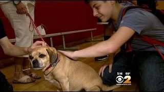 Bergen County High School Experiments With Therapy Dogs