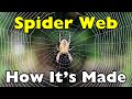 عنکبوت ها اینگونه تار می سازند و این روش بسیار هوشمندانه تر از آن چیزی است که فکر می کنید ID1017 