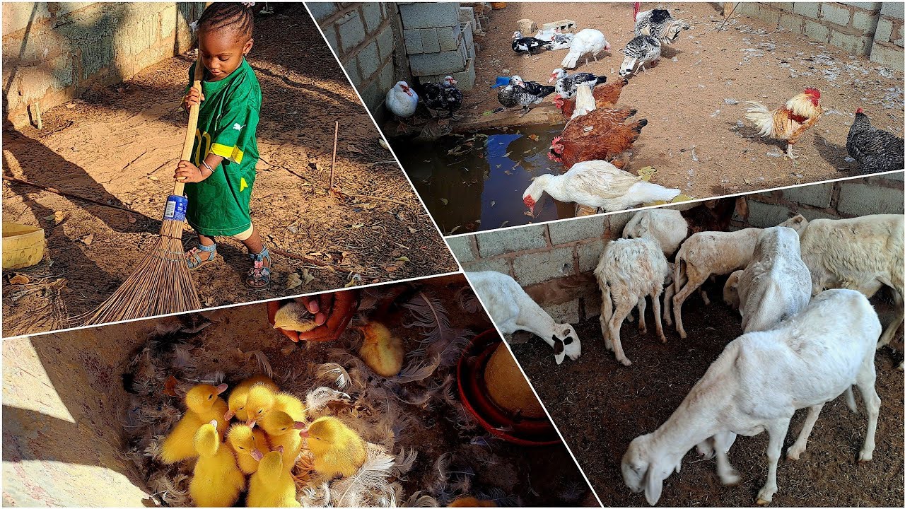 Planting seeds at the Baobab Garden | New Ducklings have arrived 🐤 | Living in Senegal 🇸🇳 