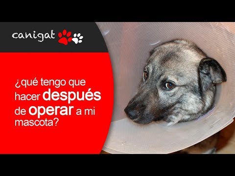 Video: Qué Hacer Después De Castrar A Un Animal