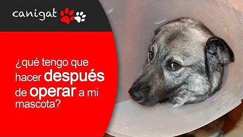 ¿Por qué los perros no pueden comer ni beber después de una operación?